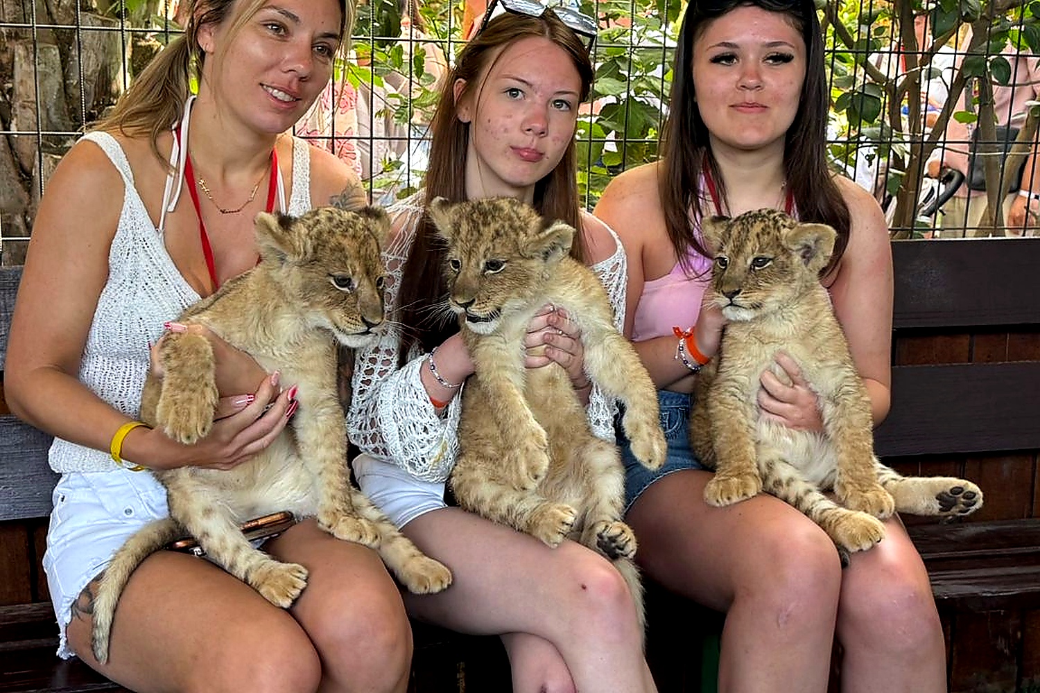 Sweey Baby Lions