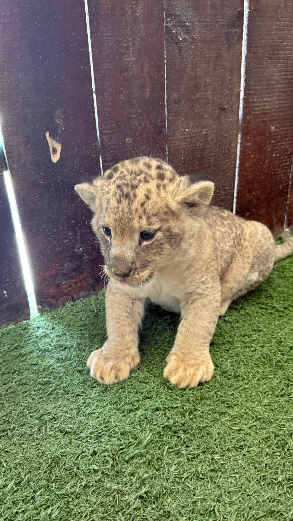 Private Baby Lion & Zoo Experience  From Antalya - Belek